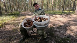 Не лес а сказка, природа и грибы Боровики и их много. А также Белый гриб, красные и разные. Красота.