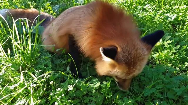 Ли Сяо / Alice the Fox Алиса Лиса (Культурная лиса пробует на вкус посуду со стола) смотреть онлайн