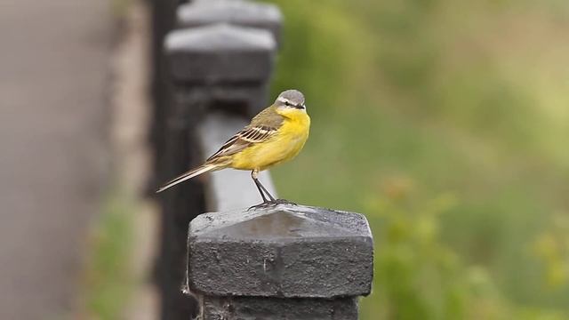 Жёлтая трясогузка гуляет по парапету. И поёт песни :) смотреть онлайн