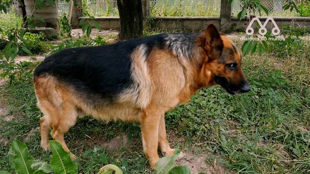 PASTOR ALEMÃO ENFRENTANDO LOBO смотреть онлайн