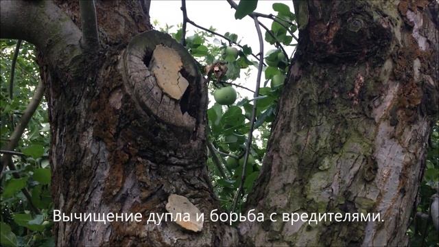 Как мы спасали старую яблоню. смотреть онлайн