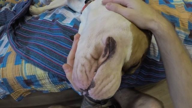 Пластилиновый пёс. Бумбастик смотреть онлайн