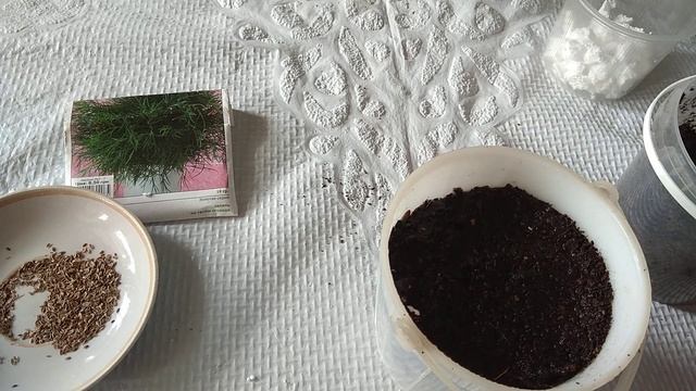 Как вырастить укроп дома на подоконнике смотреть онлайн