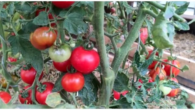 Сорт томата-пересорт 1