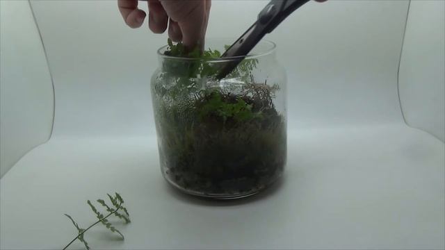 Мохомариум через год смотреть онлайн