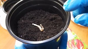 Глориоза. Посадка клубней.