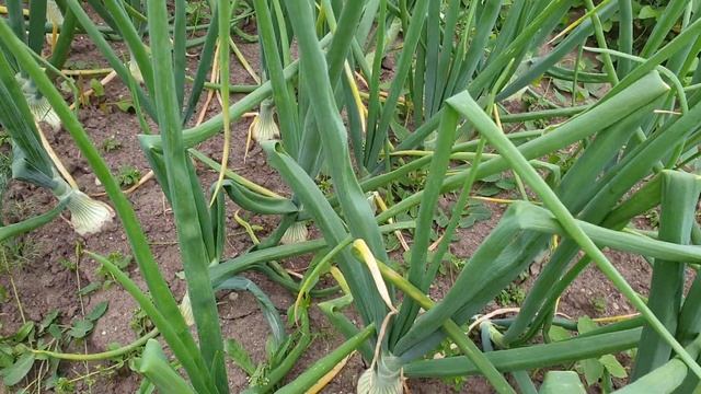 Лук Эксибишен. Последняя Супер подкормка перед уборкой. Урожай удивит.