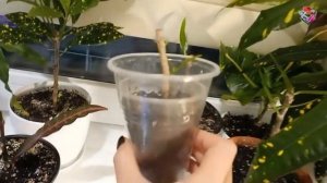 У КРОТОНА ОГОЛИЛСЯ СТВОЛ,  обрезка и особенности полива. Результаты такой обрезки на разных этапах.