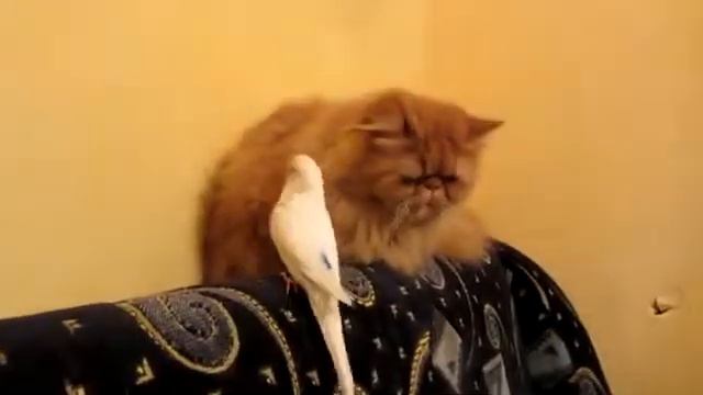 Достал! Попугай достает кота