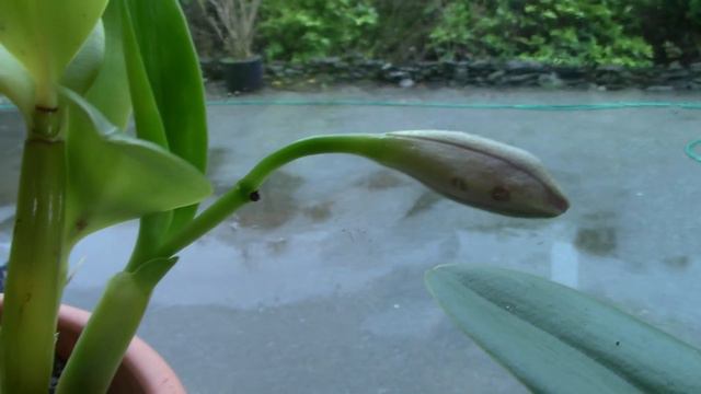 Cattleyas In My Kitchen Window - premiere video смотреть онлайн