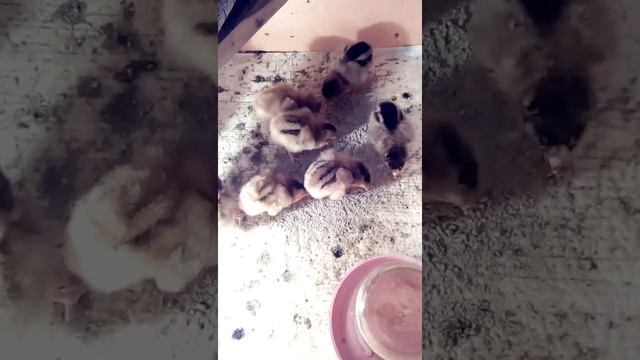 Выводок цыплят из теплуша 63 смотреть онлайн