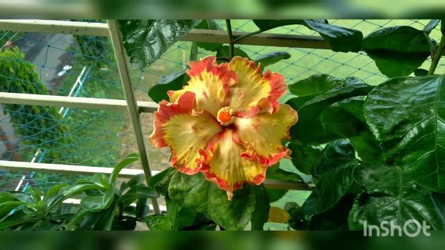 American Hibiscus 🌺 ID: Bantam Rooster 🌺 Hybridizer: Charles Black #hibiscus #gardening смотреть онлайн