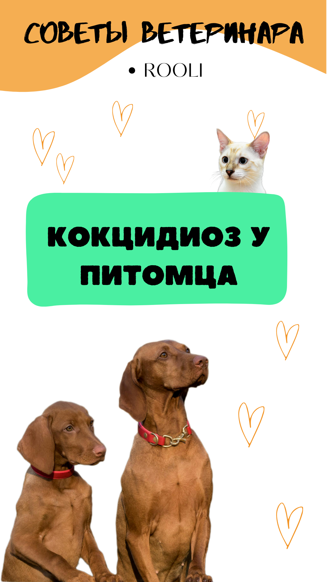 Кокцидиоз у домашних животных. Причины, симптом, лечение паразитов у кошек и собак, крыс, кроликов. смотреть онлайн