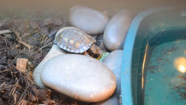 Первая еда смотреть онлайн