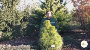 Сосна черная  (Pinus nigra и обыкновенная (Pinus sylvestris). Обзор сортов