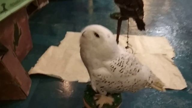 Полярная сова на съемку - 8 916 - 702-11-08