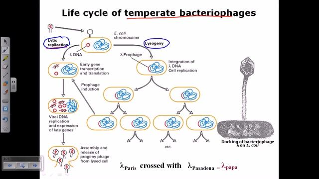 Lambda phage life cycle смотреть онлайн