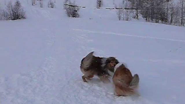 Живанши и Женевьев играют. 2010 год смотреть онлайн