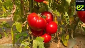 Розовоплодный томат Астериус F1 в Волгоградской области 2022.