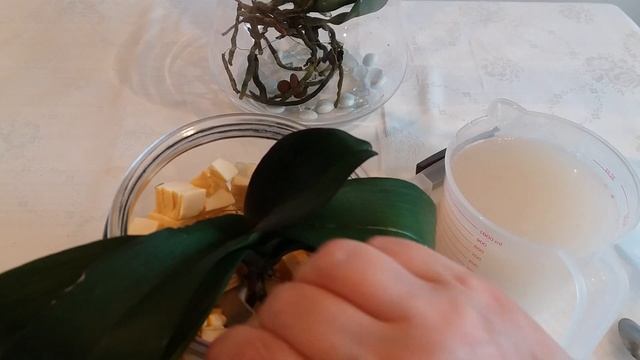 ЛЕЧЕНИЕ ОРХИДЕИ ОТ ЧЁРНОЙ ГНИЛИ ФУНДАЗОЛОМ смотреть онлайн