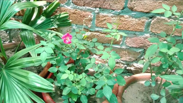 How to Care Rose Plant in Summer Season in Urdu Hindi|How to Save Rose Plant in Summer in Urdu Hind смотреть онлайн