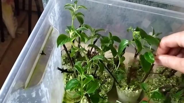 Черенкование гортензии одревесневшими черенками. Продолжение. смотреть онлайн