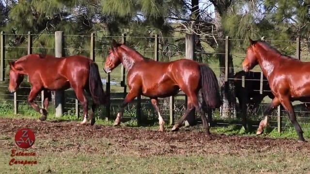 LOTE 35 - RZ HECHICERO II DA CARAPUÇA | RZ AL TIEMPO DA CARAPUÇA | RZ TOMA LARGA DA CARAPUÇA смотреть онлайн