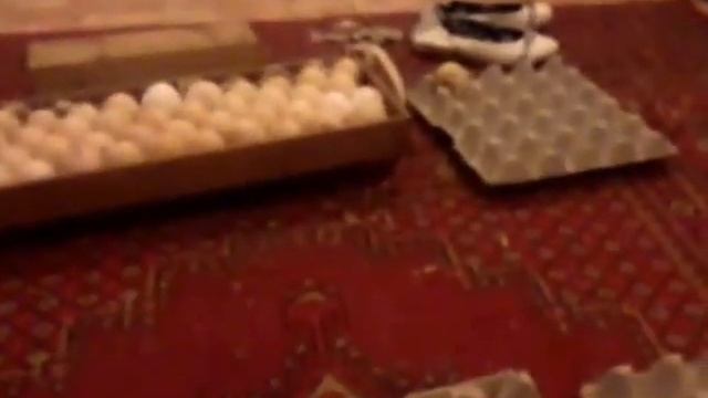 Инкубация яйца индюшки в инкубаторе блиц 120 смотреть онлайн