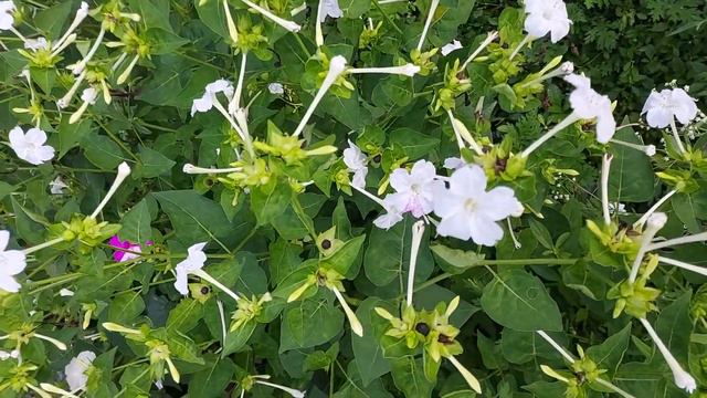 Mirabilis jalapa, the marvel of Peru or four o'clock flower #flowers #marvel #fouroclockflower смотреть онлайн