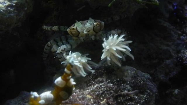 A Boxer Crab that Wears Sea Anemone Boxing Gloves смотреть онлайн