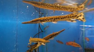 Панцирная щука в аквариуме.