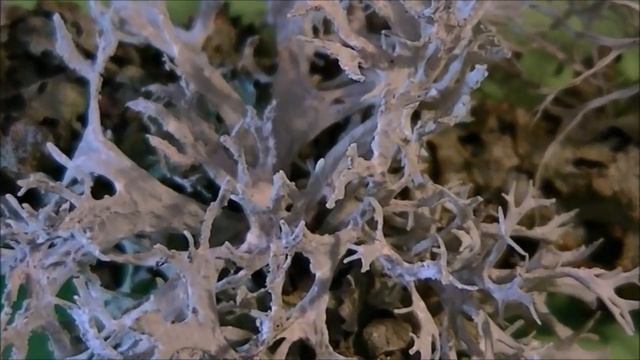 Mousse des chênes : Evernia prunastri смотреть онлайн