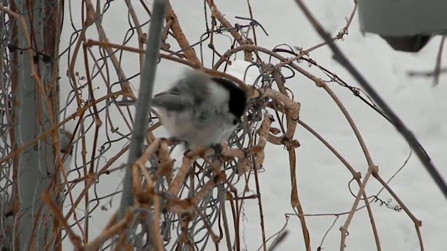 Синичка гаичка Пухляк смотреть онлайн