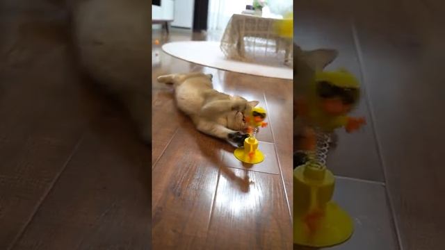 Игрушка для кошек/интерактивная игрушка для кошек/игрушка дразнилка для кошек смотреть онлайн