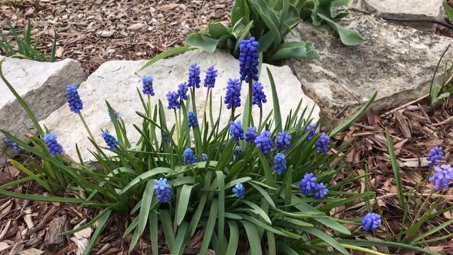 Muscari Armeniacum - Grape Hyacinth смотреть онлайн