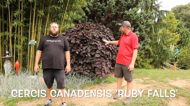 Cercis Canadensis 'Ruby Falls' Weeping Redbud Tree In The Blue Ridge Daylilies Garden