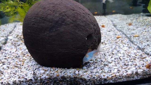 Коридорасы