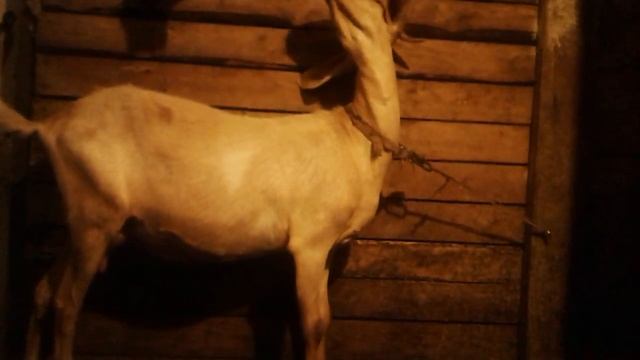 Коза не стоит во время доения. смотреть онлайн