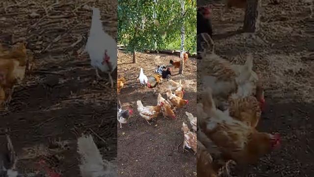 Наше молодое хозяйство:заготовка домашней свинины. (часть 1) смотреть онлайн