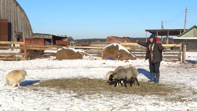 Обучение пастушьей собаки. Бордер колли Бой 3 смотреть онлайн