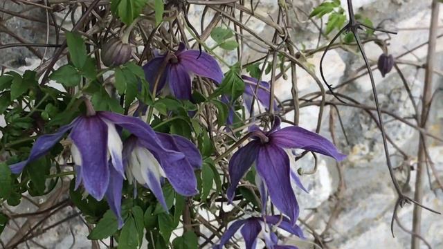 Clématite des Alpes 'Clematis alpina Francis Rivis' Des clochettes bleue violette. смотреть онлайн
