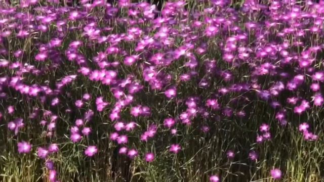 Agrostemma Flower ( Corncockle Flower ) | Red Verbena Flower | Coastal Rosemary | Rubra Pink Dogwoo смотреть онлайн