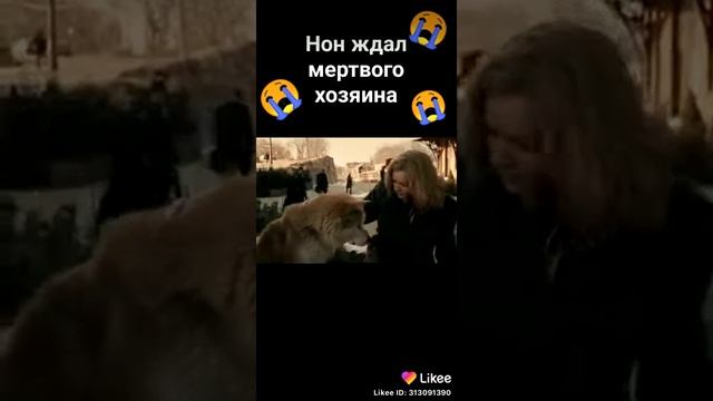 Хатико ждал своего хозяина смотреть онлайн