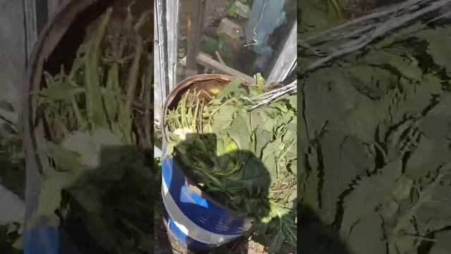 удобрение из крапивы самое лучшее и питательное бесплатно и безвредно часть первая смотреть онлайн