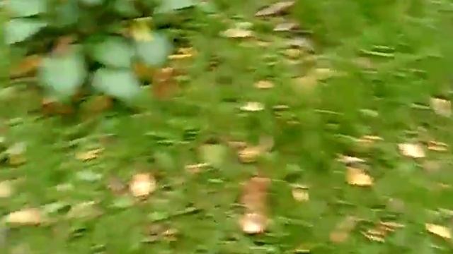 Найдено 3 каштана смотреть онлайн