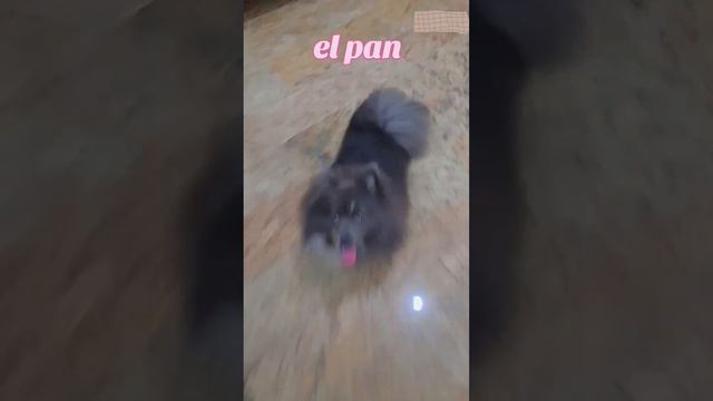 🥖por que se comio el pan🥖 смотреть онлайн