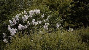 Gender party (Гендер пати) для двоих // POLOTNO