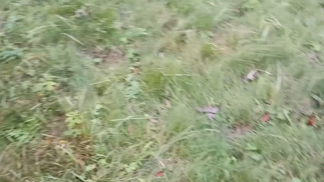 Видео о расширении моих посадок фундука. Для истории) смотреть онлайн