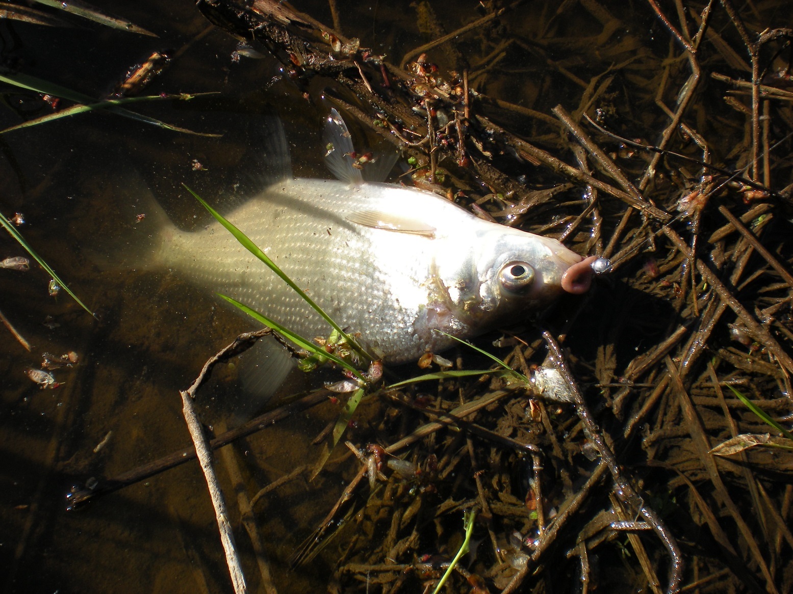 Мормышка в мае на реке Иж. смотреть онлайн