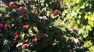 Ежемалина "Ред даймонд". Та ещё вкусняга...